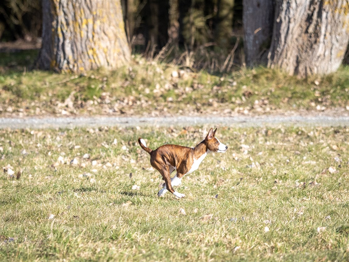 Kimwitu's Sprocket, Enzo er ejet af  Christina Giarbini