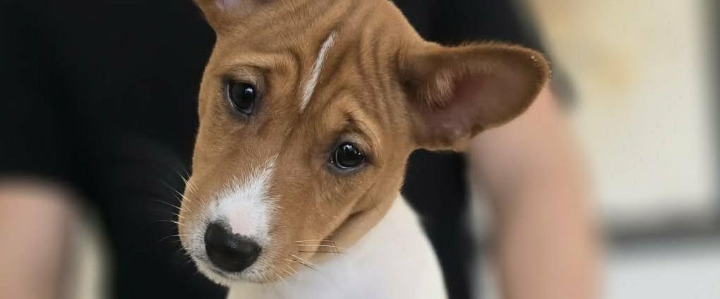 ¤Miakoda Original Prankster