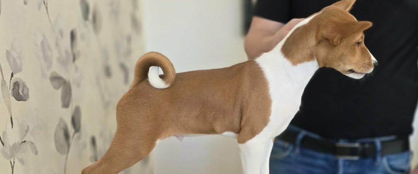 ¤Miakoda Original Prankster