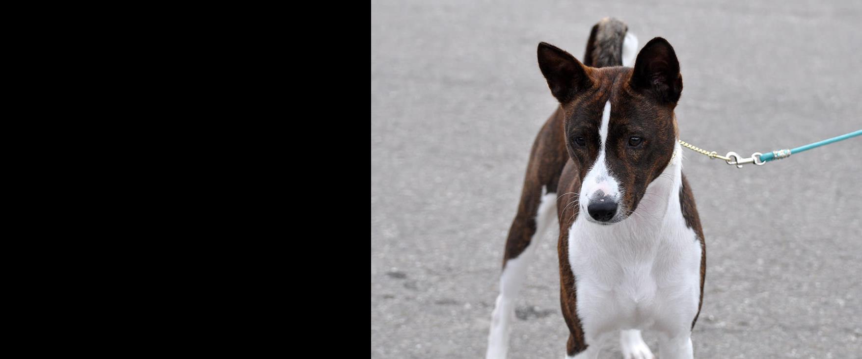 ¤WILLIAM SØGER NYT HJEM