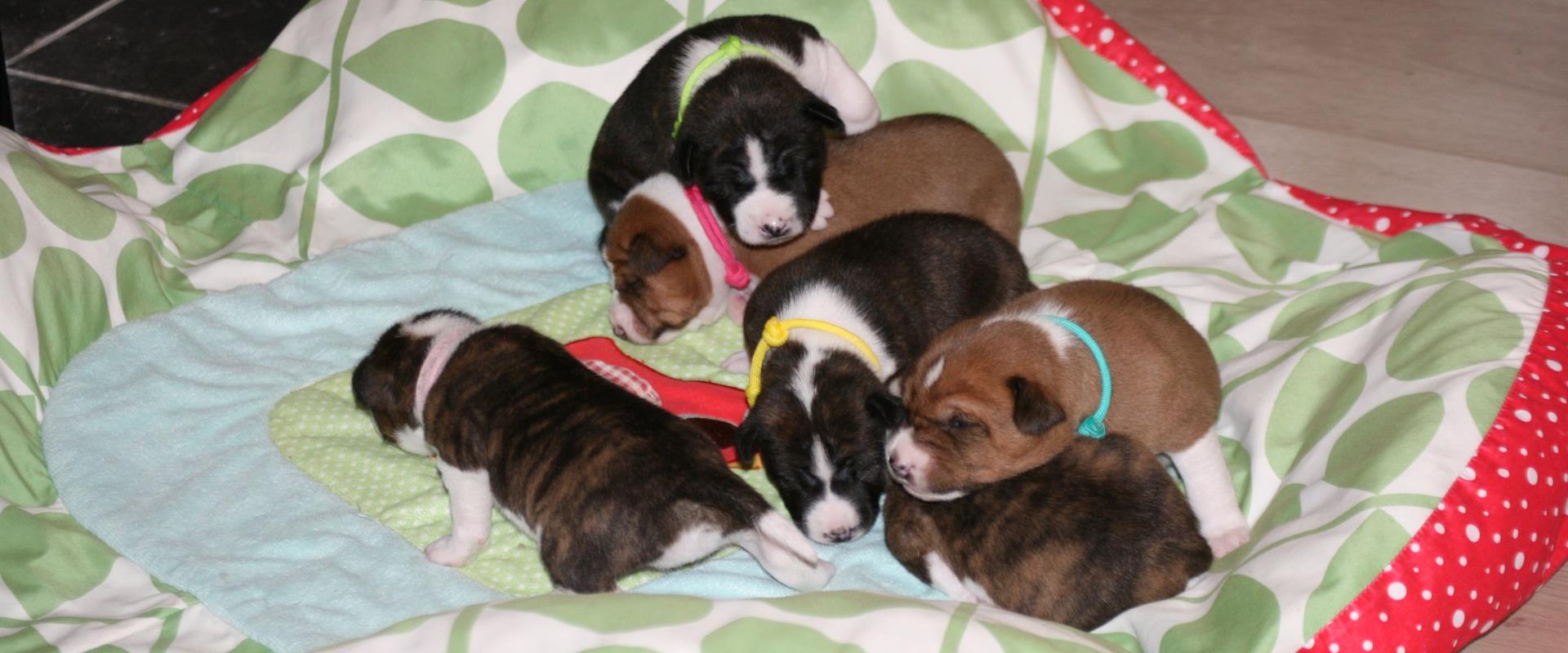 ¤hvalpe forventes december 2025