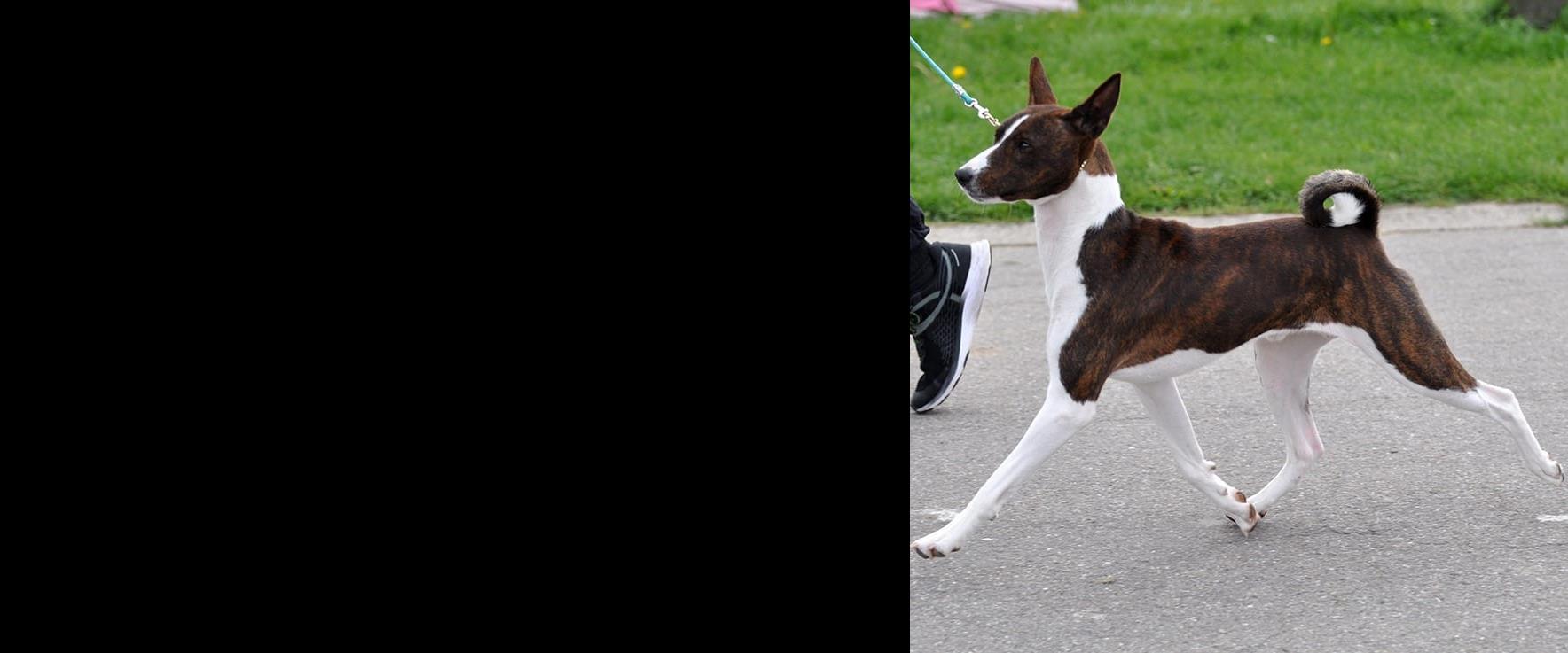 ¤WILLIAM SØGER NYT HJEM