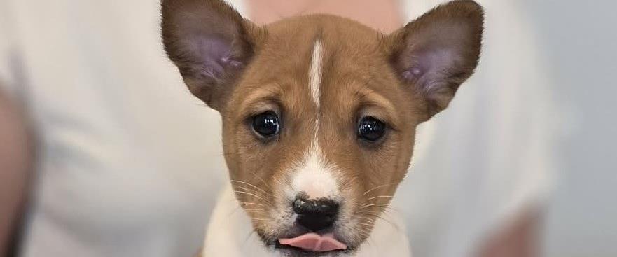 ¤Miakoda's Original Prankster Male