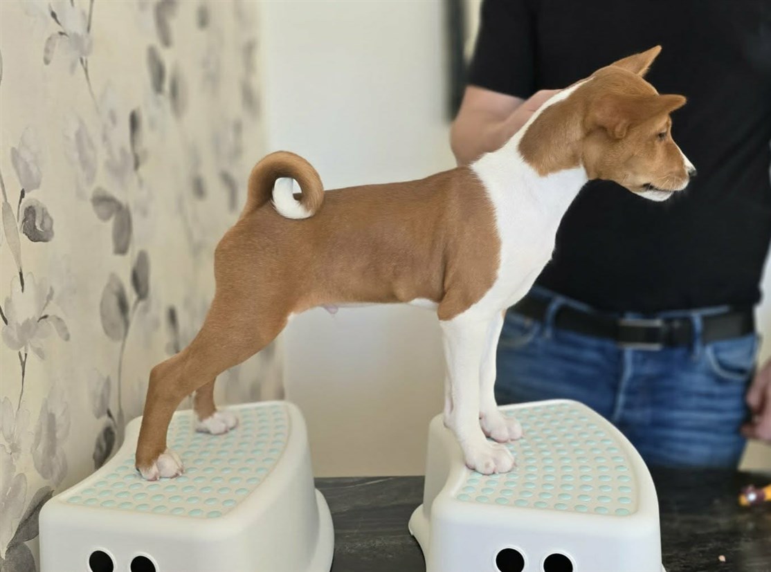 MIAKODA ORIGINAL PRANKSTER