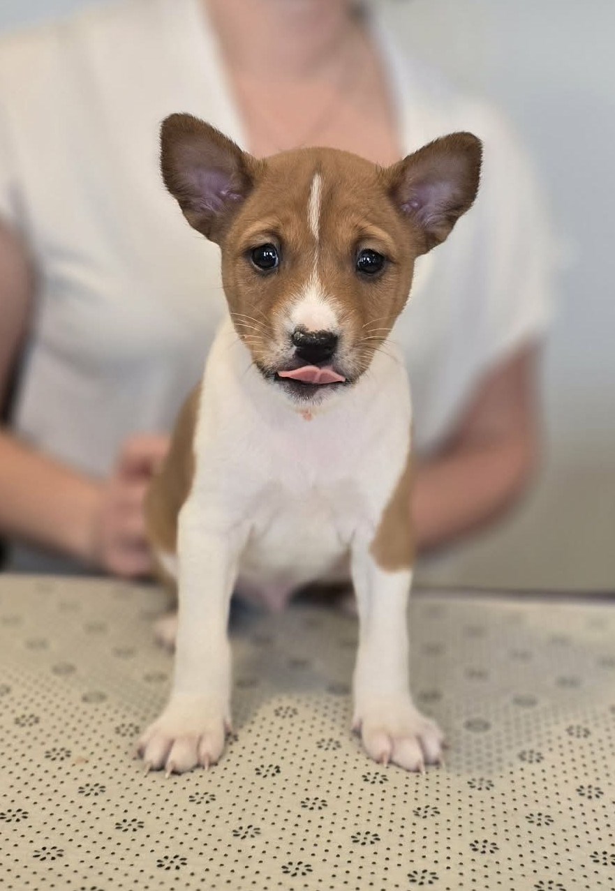 MIAKODA ORIGINAL PRANKSTER